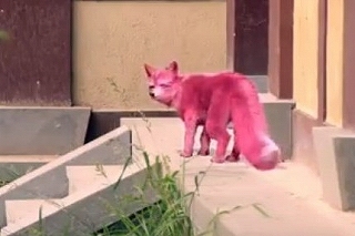 foxchen01b