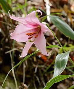 Lilium japonicum 'Hyuga form' in Mount Hokodake