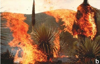 firePuya