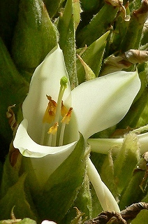 wikiPuya_raimondii_4
