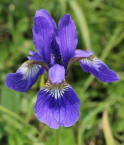 Iris_sanguinea