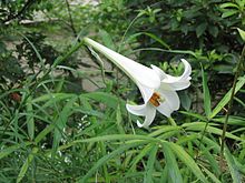 https://upload.wikimedia.org/wikipedia/commons/thumb/6/6b/Lilium_formosanum_sphl.jpg/220px-Lilium_formosanum_sphl.jpg